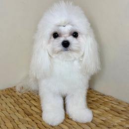 Theo - Maltese
