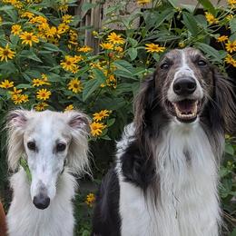 Silken Windhounds from Heathen Hounds