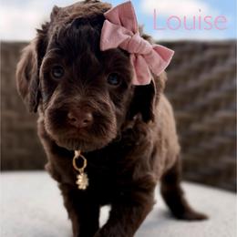 Pink Collar - Chocolate female Goldendoodle puppy in Blanchard, Oklahoma from Dream Doodles by Dondi