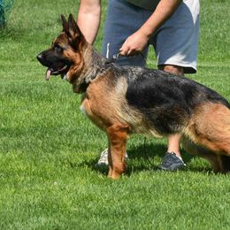 Dani - German Shepherd