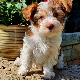 Little girl - Cream female Companion Cross puppy in Mankato, Minnesota from Tiny and Treasured