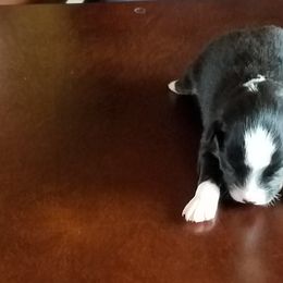 Miniature Australian Shepherd Puppies from Fisher Family Farms