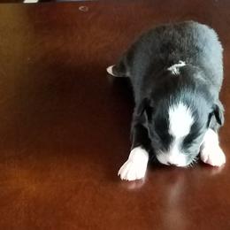Miniature Australian Shepherd Puppies from Fisher Family Farms