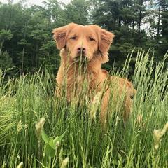 Nova Scotia Duck Tolling Retrievers from Dtails Tollers