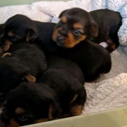Chihuahuas, Cockapoos, Cocker Spaniels, Poodles, Yorkipoos, and Yorkshire Terriers from Baker Kennels