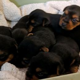 Chihuahuas, Cockapoos, Cocker Spaniels, Poodles, Yorkipoos, and Yorkshire Terriers from Baker Kennels