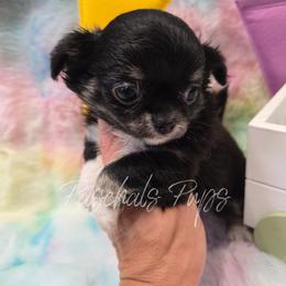 Elvis - Black and tan male Chihuahua puppy in Bowdon, Georgia from Paschal's Pups