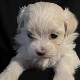 Fenix - White male Maltese puppy in Wilcox, Pennsylvania from Tiny Dancer Li'l Ones