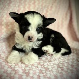 Bandit- Beautiful Puff Boy - Black and white male Chinese Crested puppy in Tomball, Texas from Gracieux Chinese Cresteds