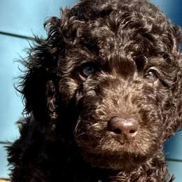 Australian Mountain Doodles, Bernedoodles, and Double Doodles from Jeanie’s Doodles