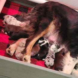 Australian Shepherd puppies from PTK Ranch