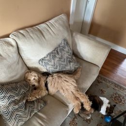 Bernedoodle and Goldendoodle Puppies from Lyon and Luna Goldendoodles Bernedoodles