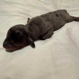 Boy 2 - Dapple male Dachshund puppy in Surprise, Arizona from Mighty Little Dachshunds