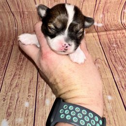 Male 2 - Sable spotted white male Chihuahua puppy in Palmyra, Indiana from Country Star Chihuahuas