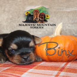 Binx - Black and gold male Yorkshire Terrier puppy in Baker, West Virginia from Majestic Mountain Yorkies