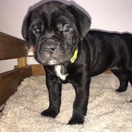 Cane Corso Puppies from Ruby Mountain Royalty