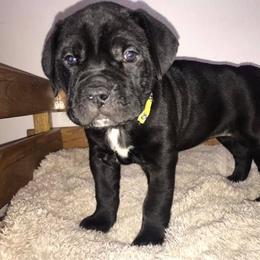 Cane Corso Puppies from Ruby Mountain Royalty