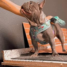 French Bulldog All Grown Up from Bully Mates