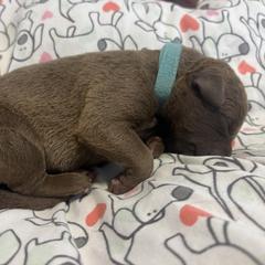 Aqua Collar boy - Sedge male Chesapeake Bay Retriever puppy in Las Vegas, Nevada from Birdsview Chesapeake Kennel