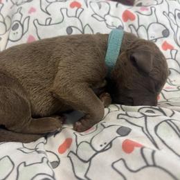 Aqua Collar boy - Sedge male Chesapeake Bay Retriever puppy in Las Vegas, Nevada from Birdsview Chesapeake Kennel