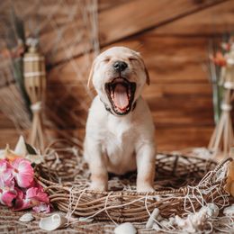 Labrador Retriever Puppies from Prince Labradors