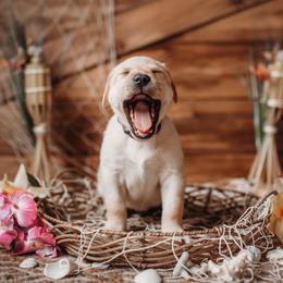 Labrador Retriever Puppies from Prince Labradors