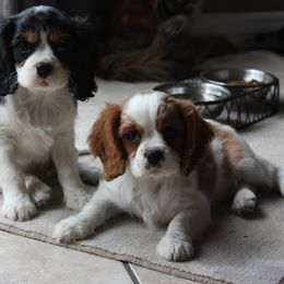Bernedoodle, Cavalier King Charles Spaniel, and Cavapoo Puppies from Harper Haven Cavaliers & Doodles