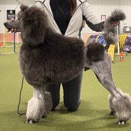Thor - Silver male Poodle puppy in Aurora, Missouri from High Standard Poodles