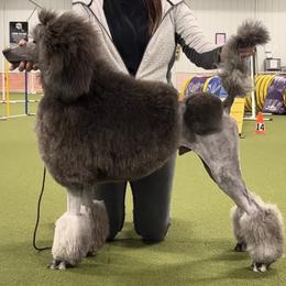 Thor - Silver male Poodle puppy in Aurora, Missouri from High Standard Poodles