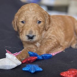 Goldendoodle Puppies from Doodlesoflove