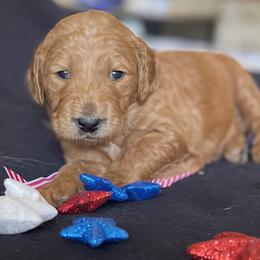 Goldendoodle Puppies from Doodlesoflove
