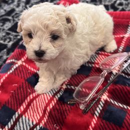 Duke - White and lemon male Maltese puppy in Franklin, Kentucky from Unicorn tiny Maltese puppies