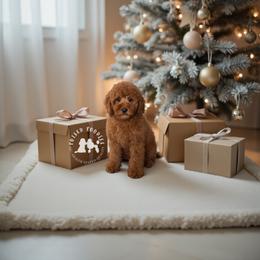 Poodle puppies from Poised Poodles
