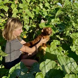 Dachshund Puppies from Bootheel Doxies