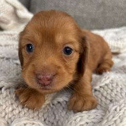 Hartley - Red female Dachshund puppy in Mesa, Arizona from Ruby Desert Doxies