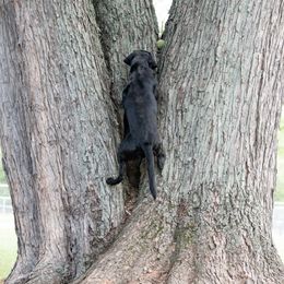 Labrador Retriever All Grown Up from Purpose Bred Labrador Retrievers