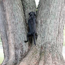Labrador Retriever All Grown Up from Purpose Bred Labrador Retrievers