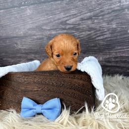 Storm - Sable male Goldendoodle puppy in Utah County, Utah from Big Hearted Breeders
