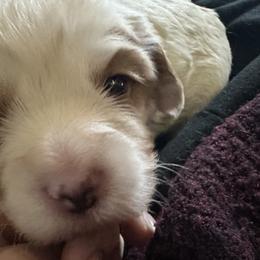 Donald (orange collar) - Blenheim male Cavapoo puppy in Modesto, California from Molly n Friends