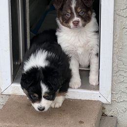 Miniature Australian Shepherd Puppies from Amberwood DD Aussies