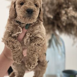 Goldendoodle Puppies from The Golden Honey