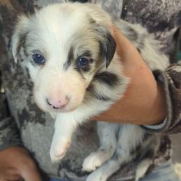 Jellybean - Blue merle female Border Collie puppy in Fallon, Nevada from Royal R Ranch