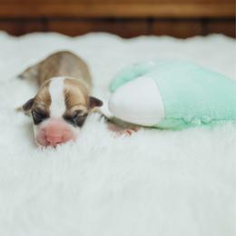 Shiloh - Red male Pembroke Welsh Corgi puppy in Adairsville, Georgia from R&R Corgis