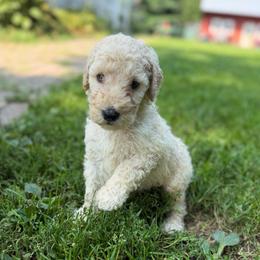 Ray - Cream male Poodle puppy in St. Johnsbury, Vermont from Poodles of the Northern Woods
