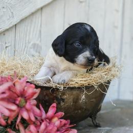 Girl 2 - Black and white female Cockapoo puppy in Seattle, Washington from Sweet Home Doodles