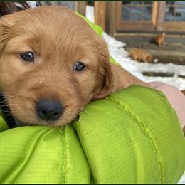 Golden Retriever Puppies from Green Mountain Golden Retrievers