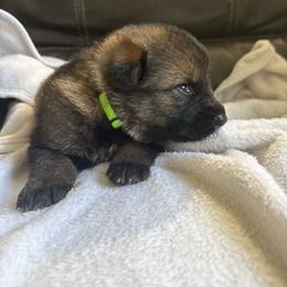 Light green - Sable male German Shepherd puppy in Denver, Colorado from Morales Kennels