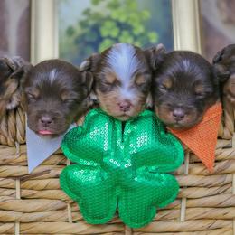 Miniature Australian Shepherd puppies from True Spirited Aussies