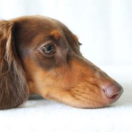 Delilah - Dachshund