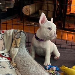 French Bulldog Puppies from Lilac City Frenchies